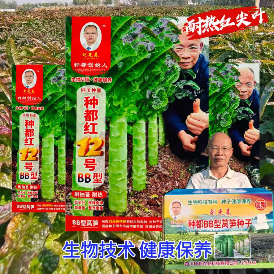 种都红12号莴笋种子丸粒化耐热型红尖叶淡青皮绿肉高桩型莴笋种籽