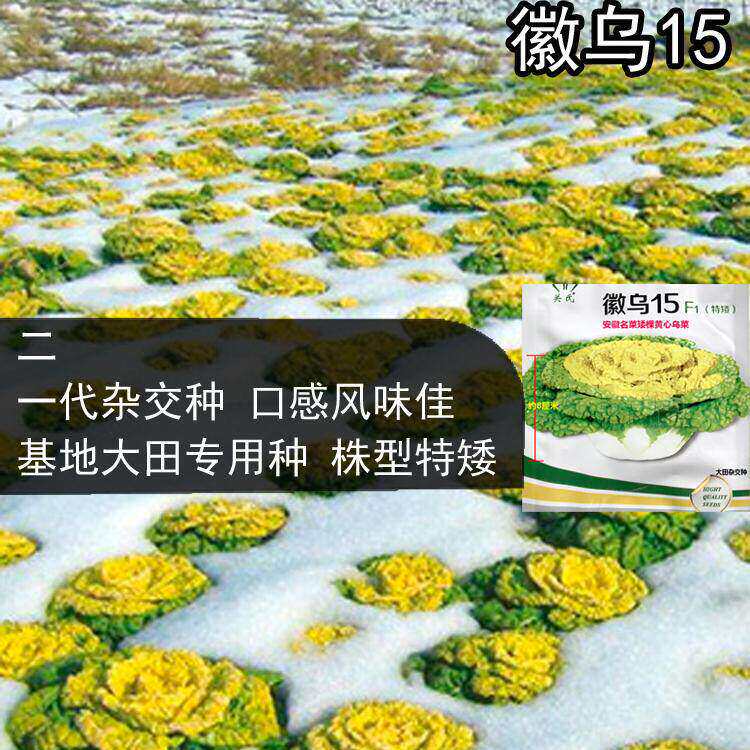 黄心乌菜种子徽乌15乌塌菜大全四季白菜冬天青菜蔬菜孑秋冬季北方