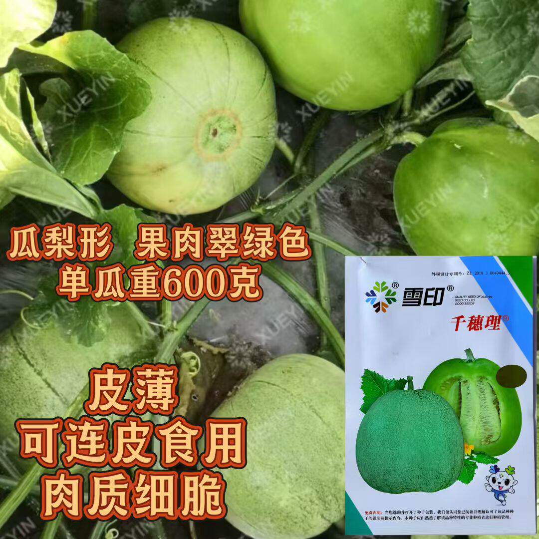 雪印千穗理薄皮甜瓜种子肉脆嫩薄皮青皮青肉香瓜种籽连皮也可以吃