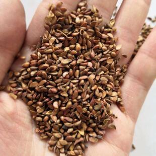 山丁子种子当年新采摘野生山荆子树果林木籽嫁接苗木四季易活植物