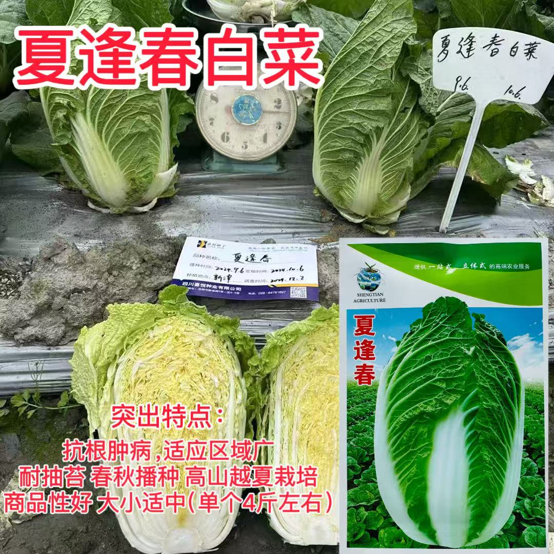 夏逢春大白菜种子籽高产抗病耐热耐寒农家菜园家庭种植蔬菜种子籽