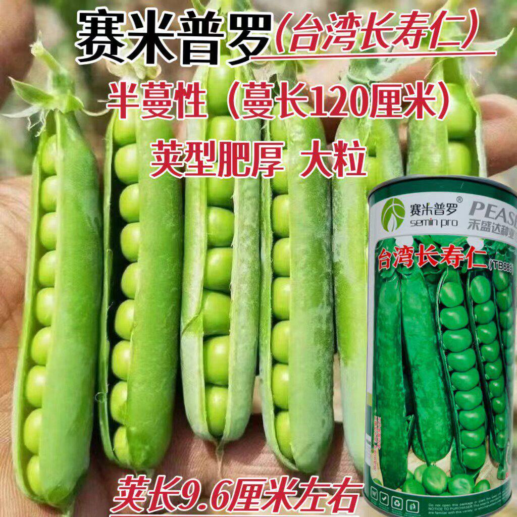 台湾长寿仁豌豆孑甜脆青豌豆种子豌豆种籽水果碗豆种籽春秋季播