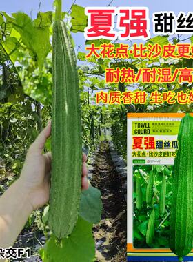 夏强长丝瓜种子有棱丝瓜菜种籽春秋爬藤丝瓜籽蔬菜种丝瓜高产早熟