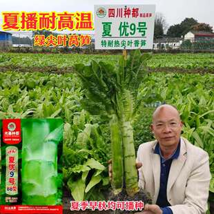 种都夏优9号BB型特耐热绿尖叶莴笋种籽皮绿白色 笋肉嫩绿脆嫩抗病
