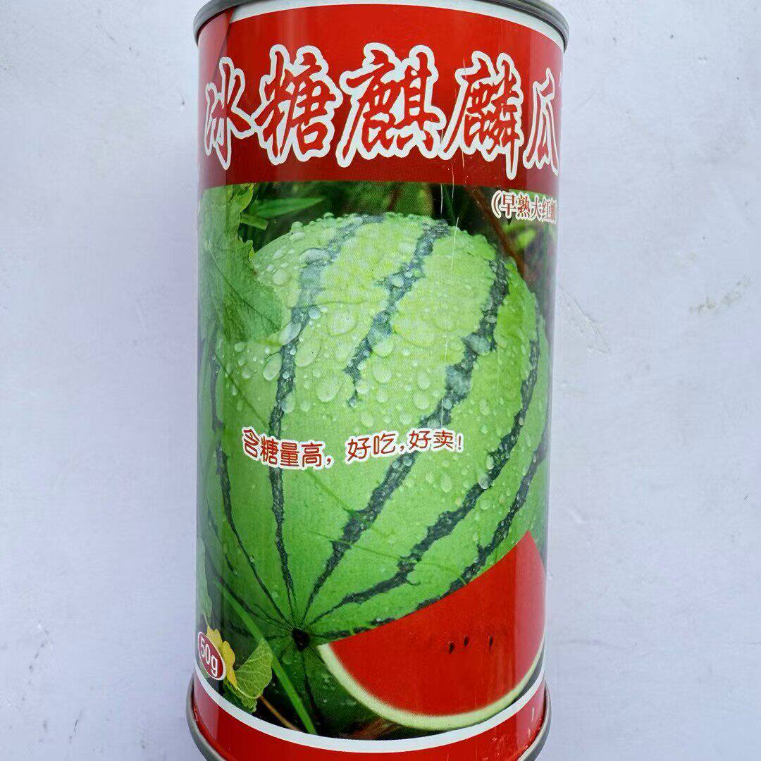 冰糖麒麟瓜种子早熟抗病大红瓤糖度高圆球形耐重茬肉质沙甜梯度小
