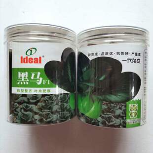 理想黑马青菜种子优质四倍体小白菜种籽高产抗病耐热耐寒四季菜种