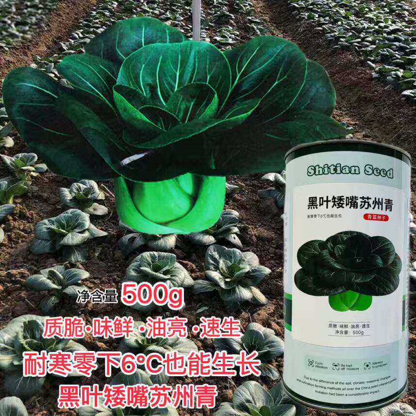 黑叶矮嘴苏州青种籽四季矮脚菜种子黑大头青菜籽口感甜糯蔬菜种子