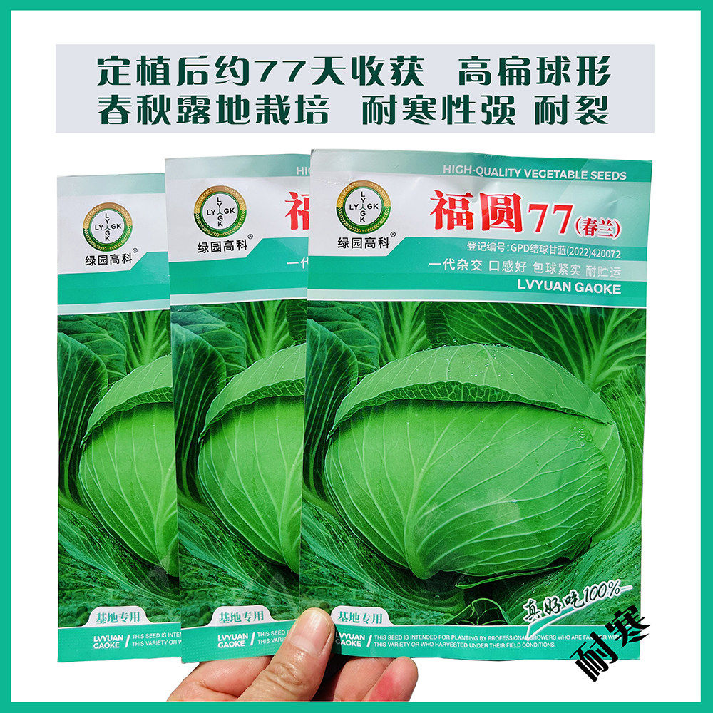 耐裂耐寒甘蓝种子包心菜早熟高产抗裂春夏秋播包菜种籽圆包菜种子