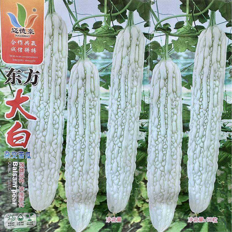 东方大白苦瓜种子抗病耐热高产四季冬苦瓜春夏秋籽高产白苦瓜种