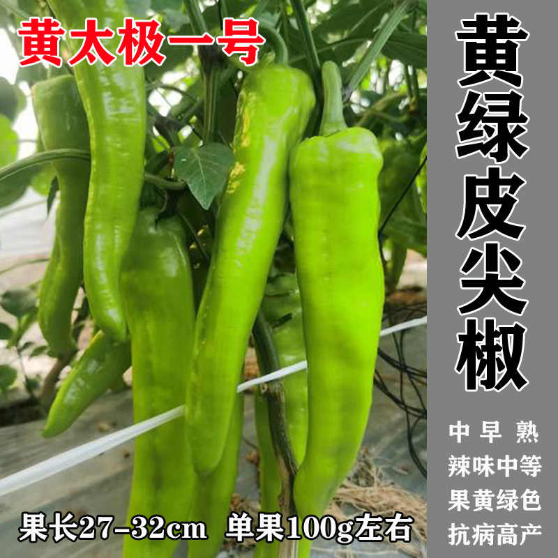 黄太极一号早熟杂交黄皮大辣椒种子大果特长羊角椒 大田基地专用