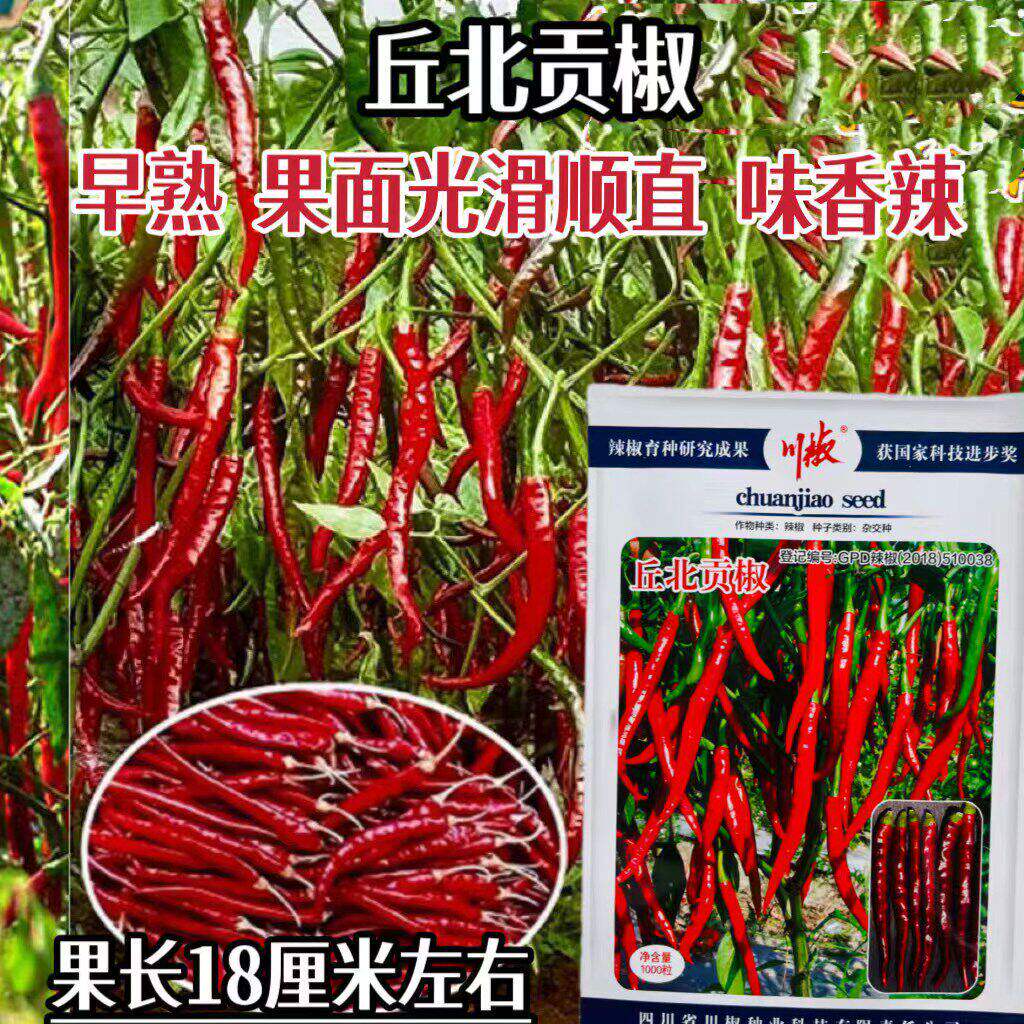 丘北贡椒种子早熟果面光滑顺直辣椒种籽高产抗病大田红尖椒味香辣