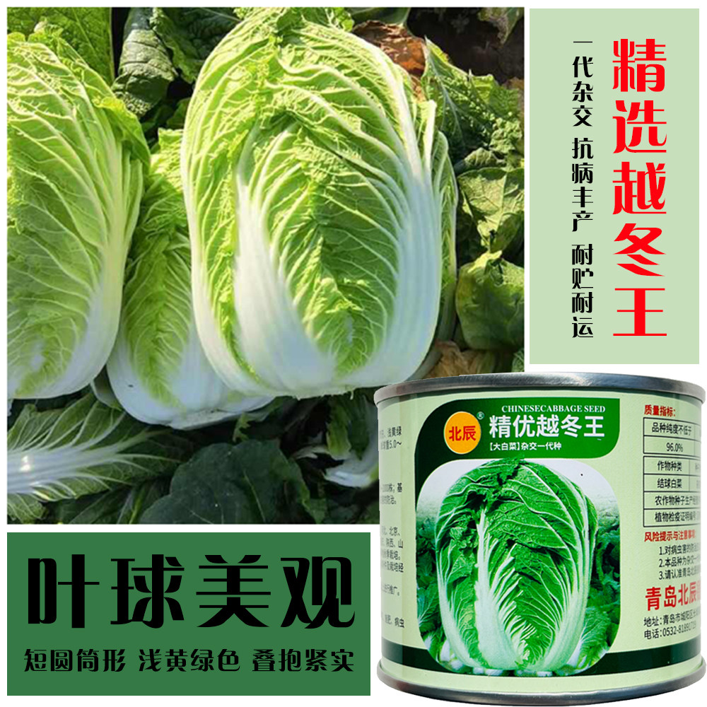 精优越冬王大白菜种子高产抗病耐寒耐热大白菜种籽农家蔬菜种子籽