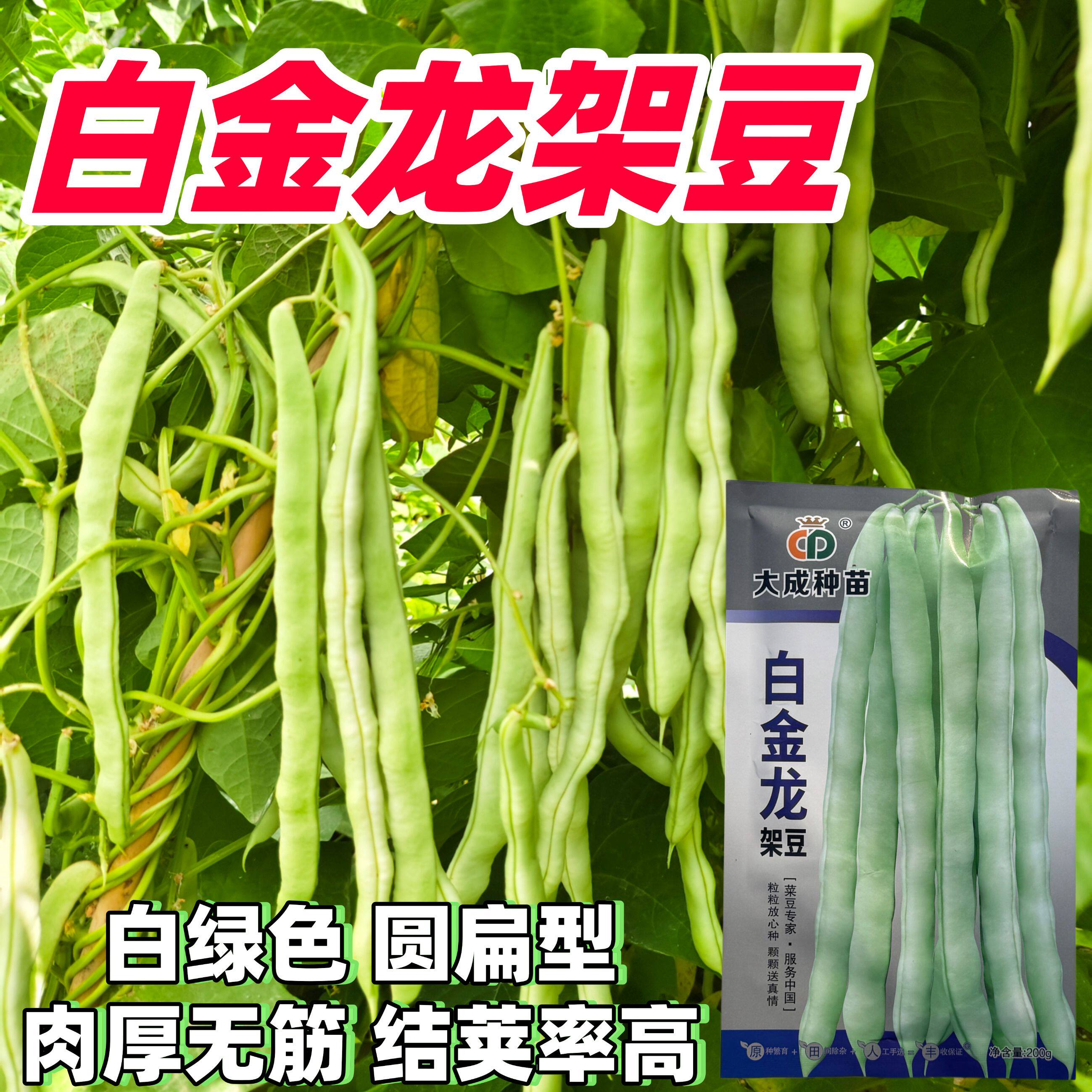 白金龙架豆圆扁型种子早熟高产无筋架豆种籽白扁豆角种籽蔬菜种孑
