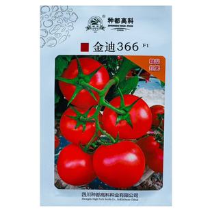 金迪366大果颜色正高产抗病大田温州市农业局2023主推品种蔬菜种