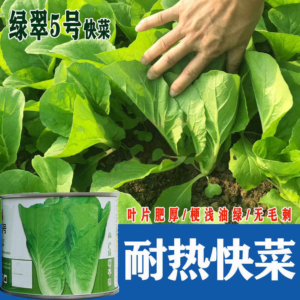 毛白菜耐热耐湿四季播早熟速生