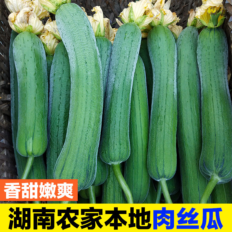 湖南农家丝瓜新鲜绿皮 肉丝瓜孕妇丝瓜新鲜蔬菜自种现摘现发包邮