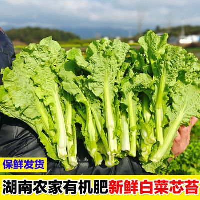 湖南白菜苔新鲜菜苔新鲜现摘