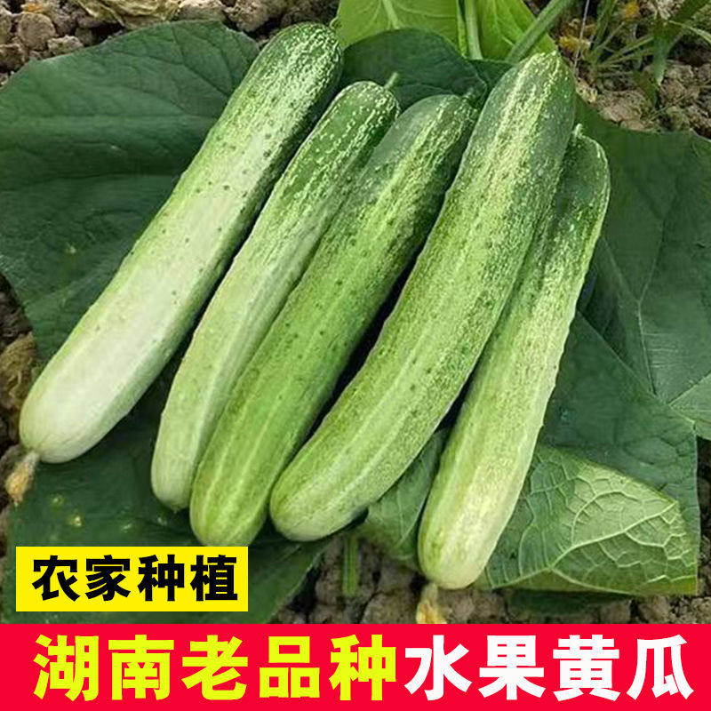 湖南本地黄瓜新鲜蔬菜小黄瓜老品种水果黄瓜孕妇青瓜农家自种包邮