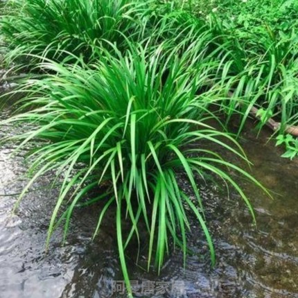 盆栽盆景缸水培水养水生石菖蒲造景过滤鱼龟四季常青安神花草绿植