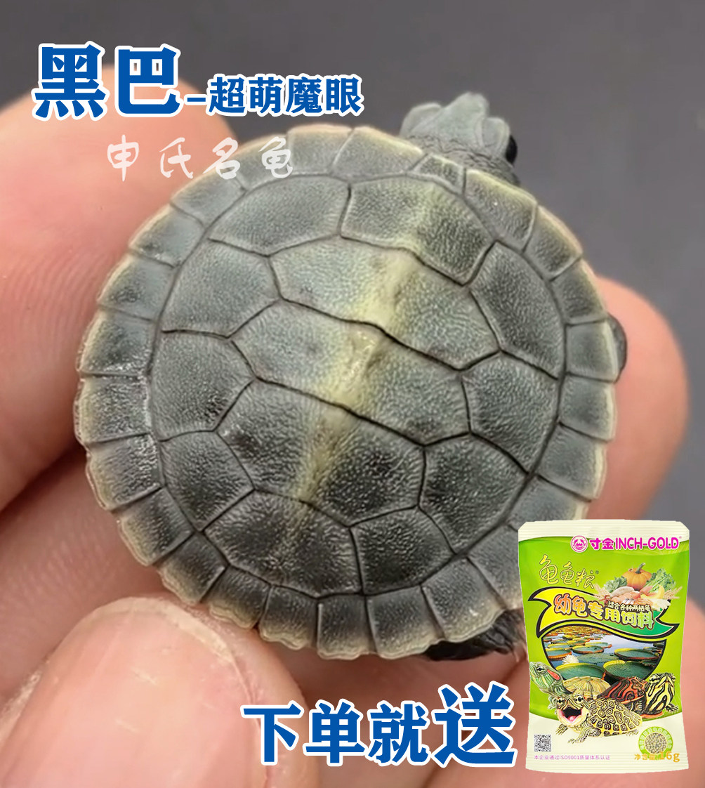 巴西龟黑巴白巴果冻焦糖金粉粉雪网红风水龟鱼缸互动龟