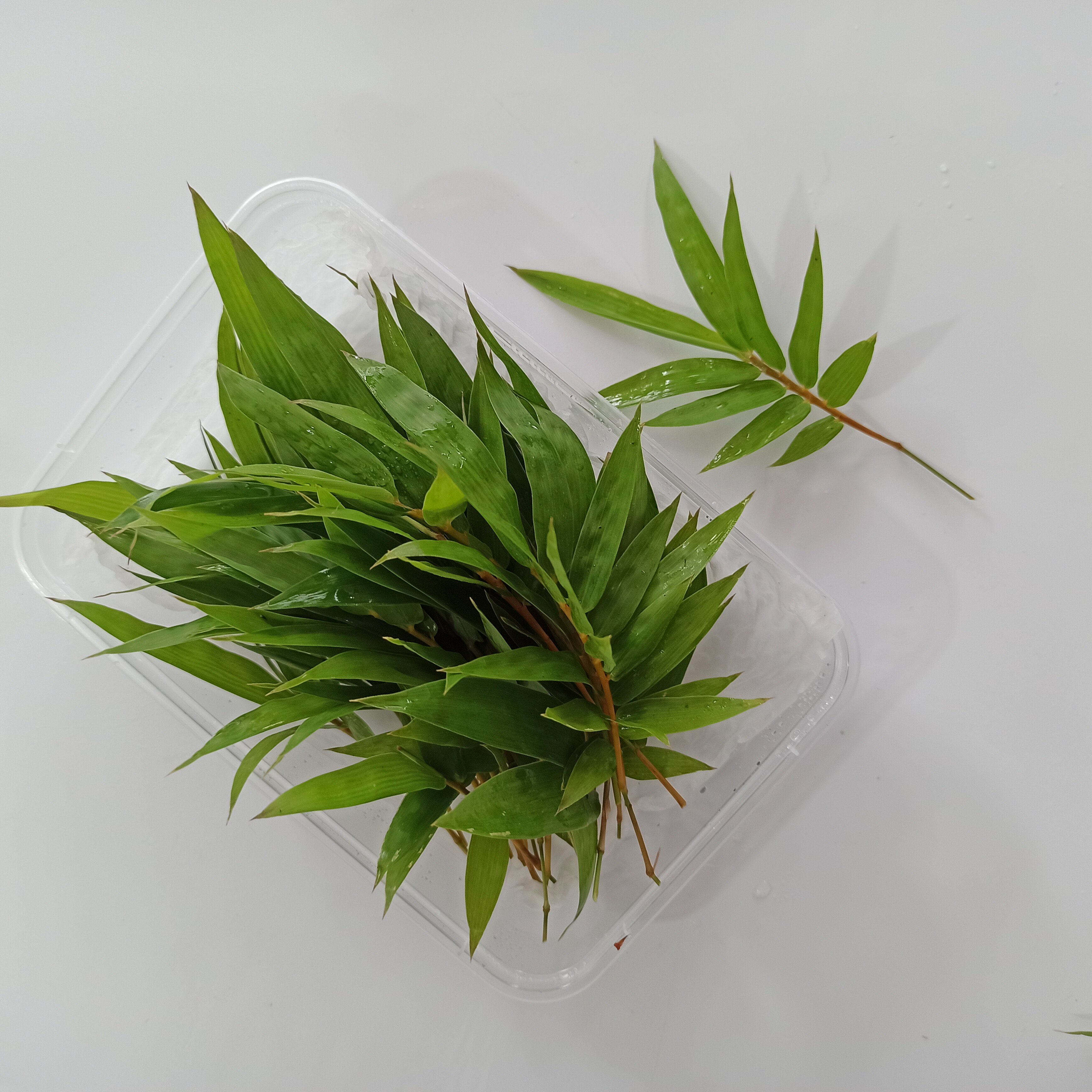 风尾竹 摆盘装饰花草