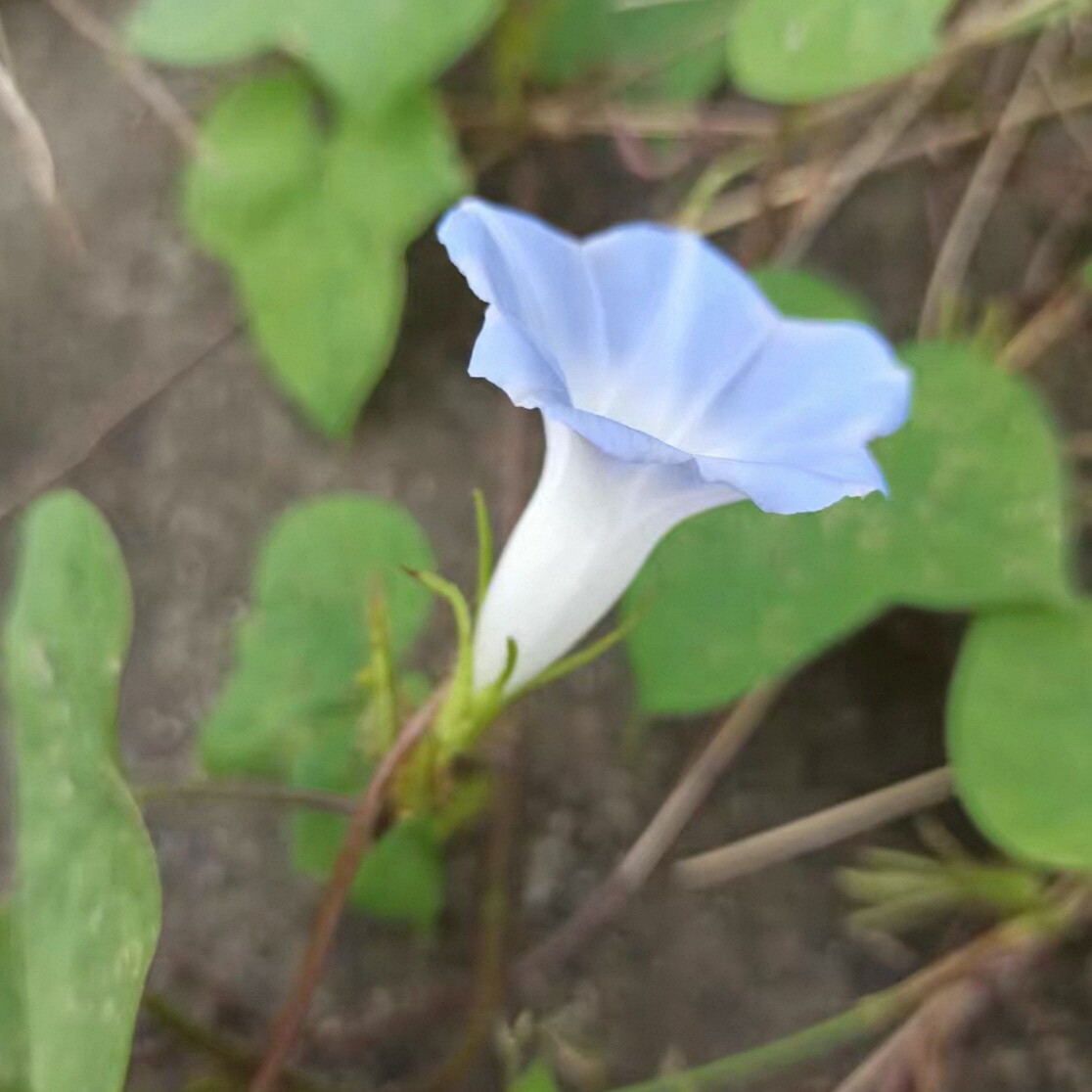 蓝色裂叶野生牵牛花喇叭花小苗 中草药材盆栽 爬藤植物图片