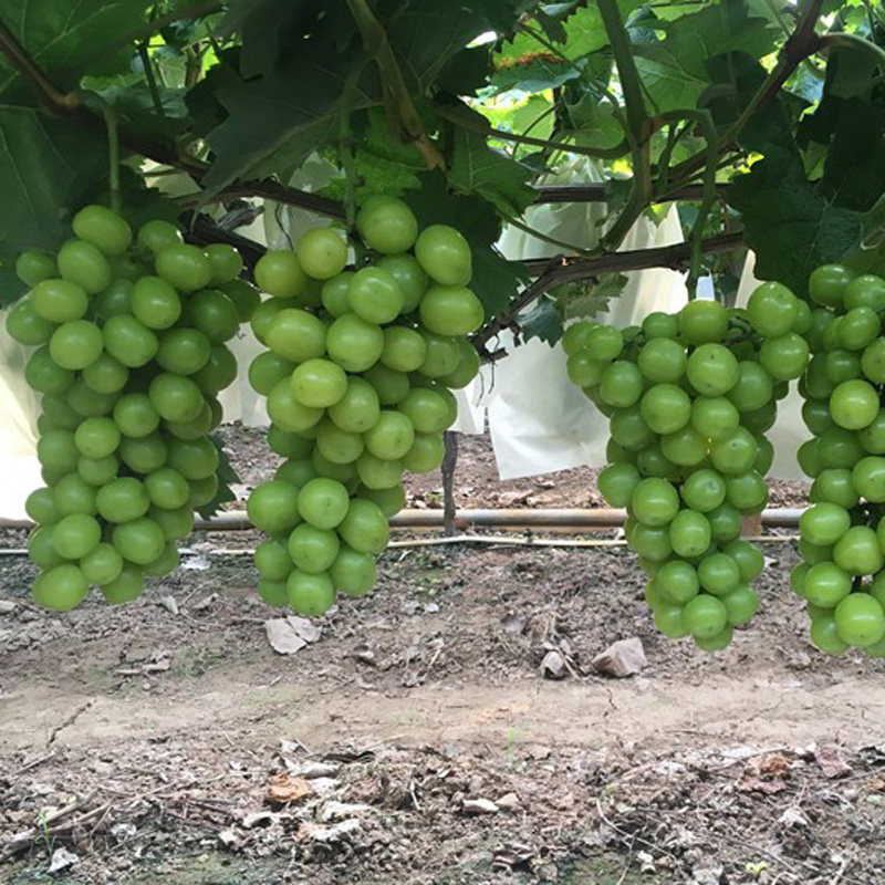 北冰红葡萄树苖双红冰葡萄树苗冬天不下架爬藤耐寒山葡萄果树果苗