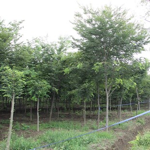 榉树苗红榉树苗 红榉小苗血榉树苗 丛生榉树苗庭院绿化苗木风景树