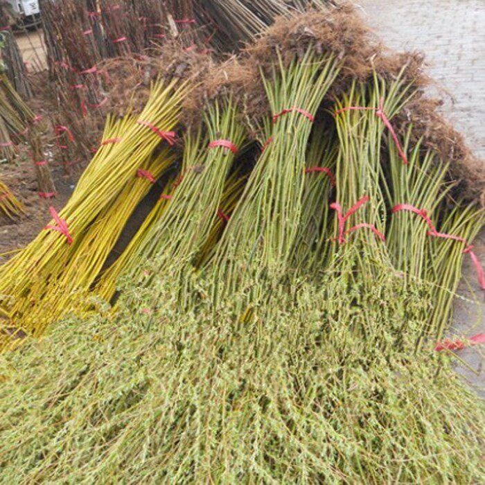 苗圃直销柳树苗垂柳树苗青皮垂柳小苗黄皮垂柳小苗金丝垂柳小苗