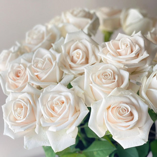 芬德拉玫瑰花特大苗盆栽切花月季自带珠光感阳台庭院地栽花卉耐热