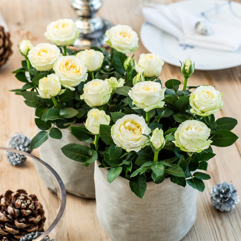 丹麦阳台大花微月无限永远四季多花玫瑰话苗盆栽桌面好养花卉绿植