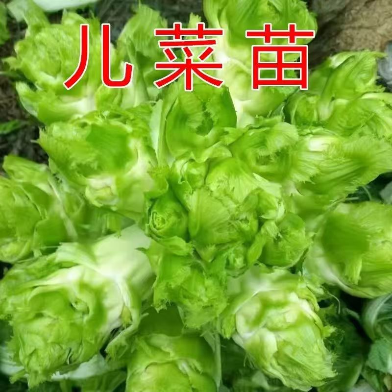 脆嫩儿菜种苗重庆宝宝菜早熟十八罗汉娃娃菜耐热蔬菜苗盆栽儿菜苗