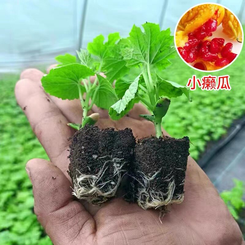 金铃子赖葡萄金癞瓜种子种苗四季金玲子秧小癞瓜带土癞秧苗