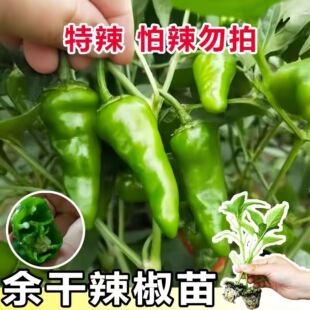 特辣江西余干辣椒苗丰收辣椒种枫树土辣椒籽新鲜当季青椒秧苗带土