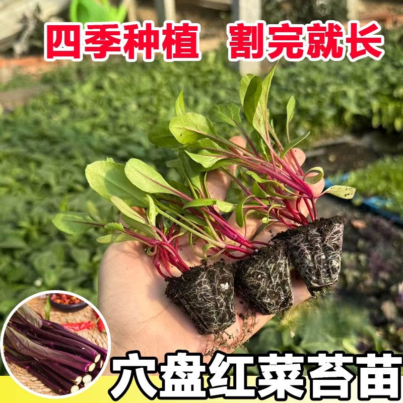 红菜苔秧苗蔬菜苗杆红菜苔新鲜耐寒阳台秋冬庭院阳台种植菜秧苗
