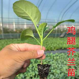 鸡腿芥兰菜苗秧苗新鲜耐寒带土苗甜脆大芥兰露天四季香菇芥兰秧苗
