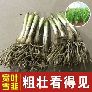高产大叶韭菜种苗白根韭菜根苗小紫根农家春秋四季蔬菜苗带土发货