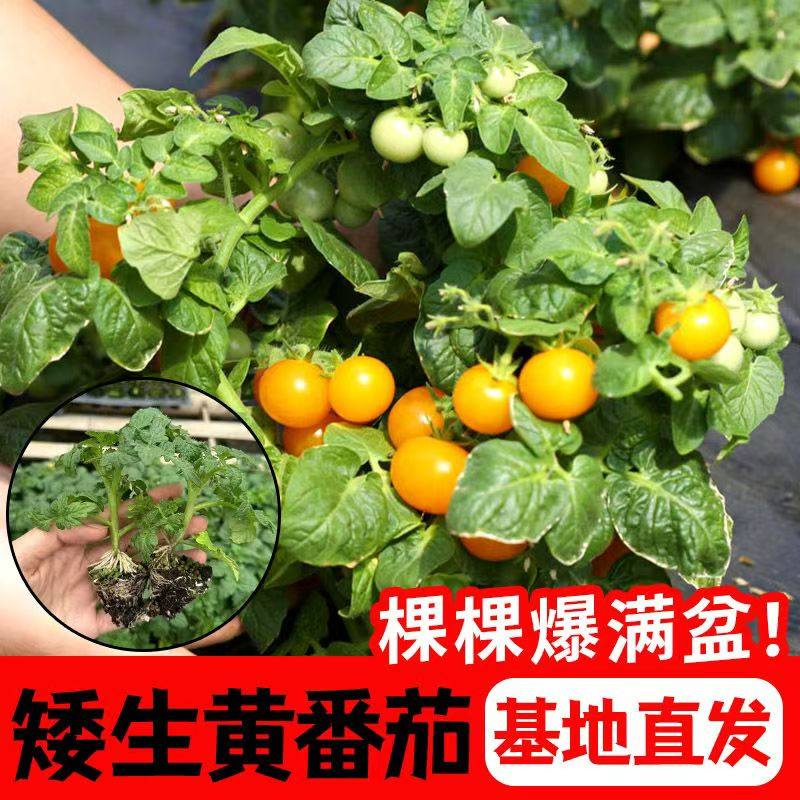 小矮黄番茄种苗带土超甜小柿子种苗黄色圆形圣女果小番茄种苗,鲜花速递/花卉仿真/绿植园艺,家庭园艺种子,淘宝优惠券,粉丝福利购,淘宝优惠卷