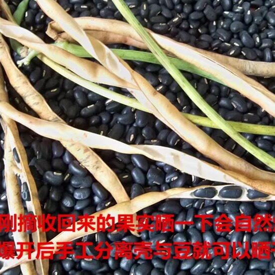 农家当季肾形黑豆马山黑饭豆乌缸豆黑眉豆小黑豆顺丰包邮可当种子