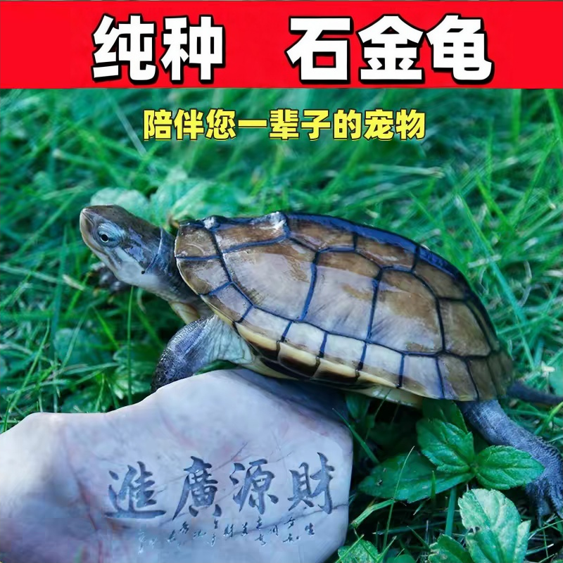 【纯种石金龟】乌龟 长寿龟石金龟 黄金长寿龟好运龟 乌龟活体