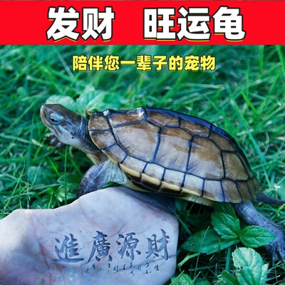 【招财纳福】乌龟 招财石金龟 发财龟 黄金长寿龟发财龟 乌龟活体