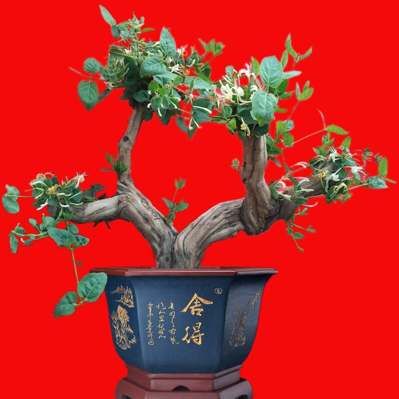 网友分享在meiguo.com的图片