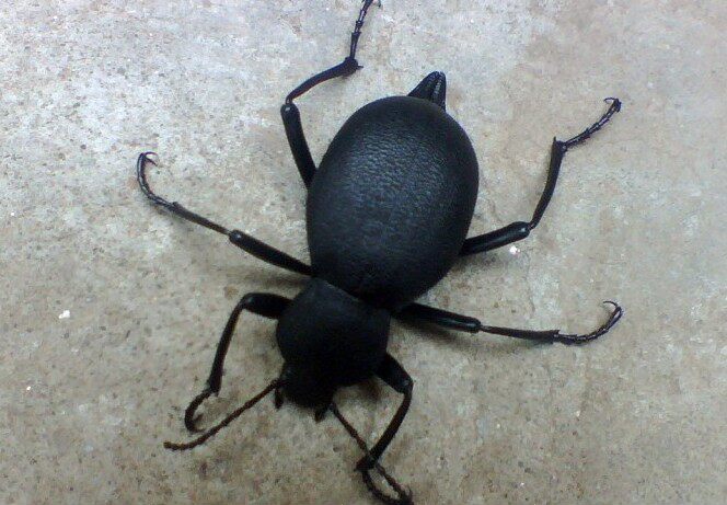 中国农村中药材爬虫活体甲壳角打屁虫子九香虫黑将军包邮爆款新品