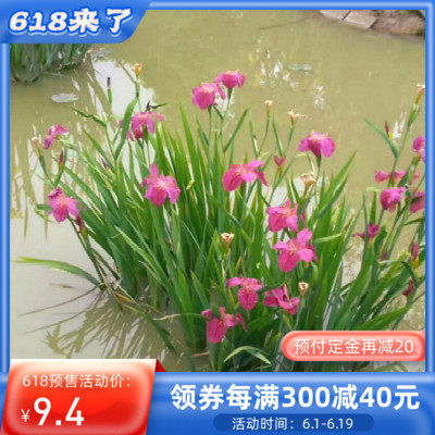 水生植物黄菖蒲水葱水竹再力花芦苇香蒲菖蒲苗常绿鸢尾四季常青易