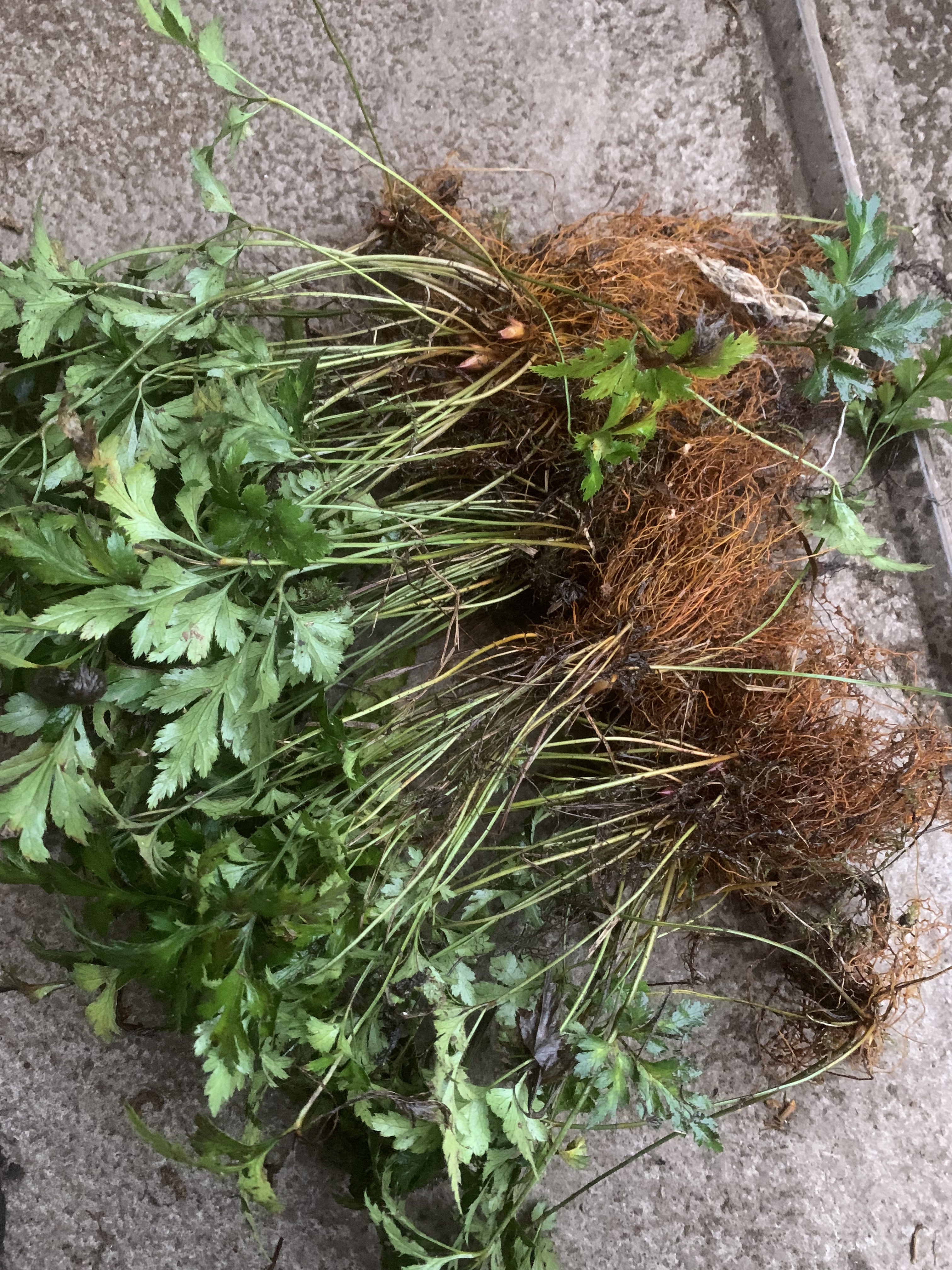 新鲜多年生名贵药材鸡爪黄连按斤卖清热解毒降火中药材