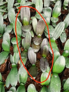 君子兰稀有品种血兰苗正儿八经血兰小苗小贵但是真的