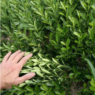 金豆盆景盆栽小苗观叶观果地栽苗植物老桩盆景裸根