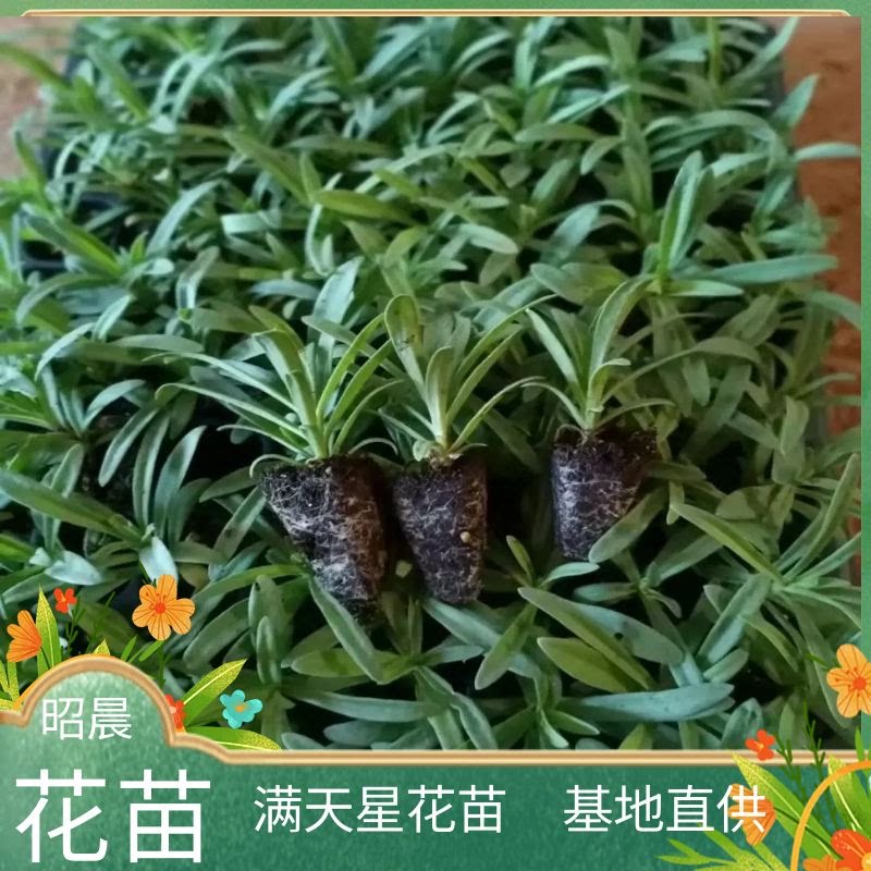 满天星小苗伊洛斯花店鲜切花好养活星空白盆栽室内外庭院阳台