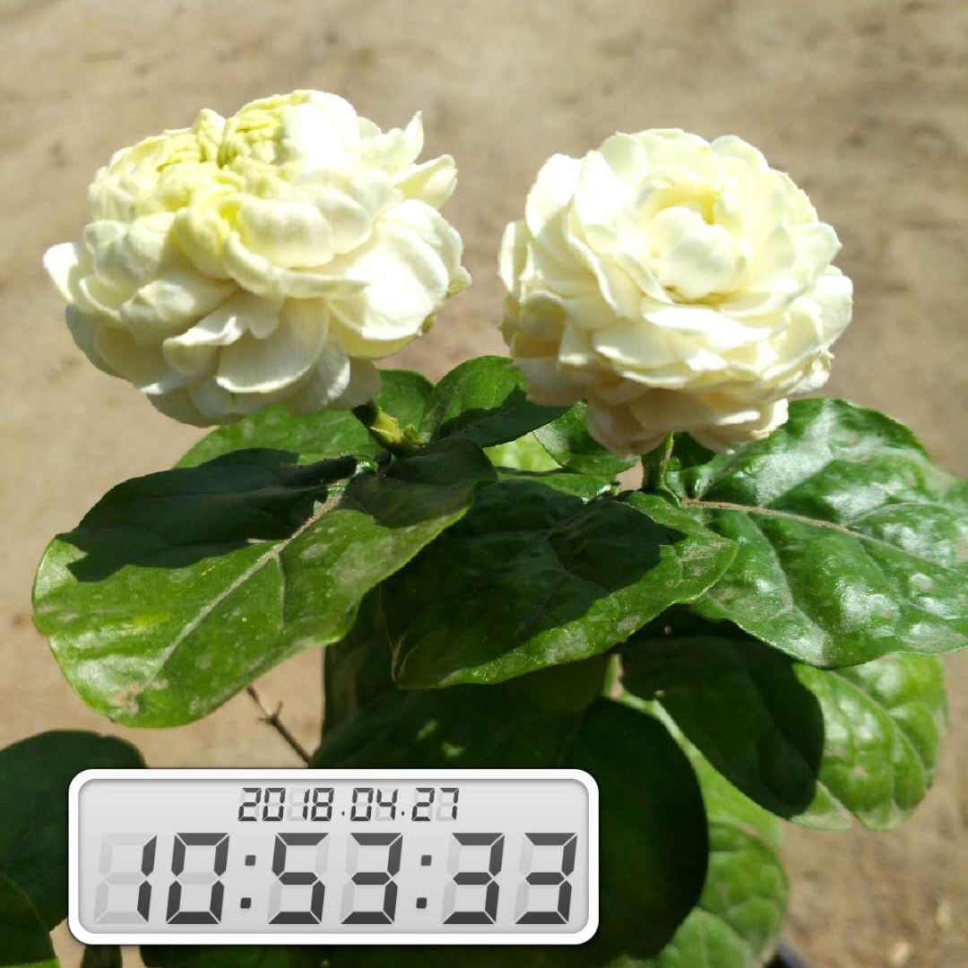 唐山发货实拍甩卖圆叶虎头巴西大花茉莉美国虎头三叶轮生包邮