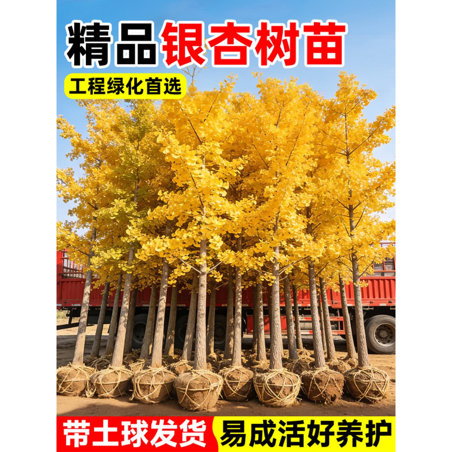 特大金叶银杏树活苗带土白果庭院别墅绿化南北方种植行道树大树苗
